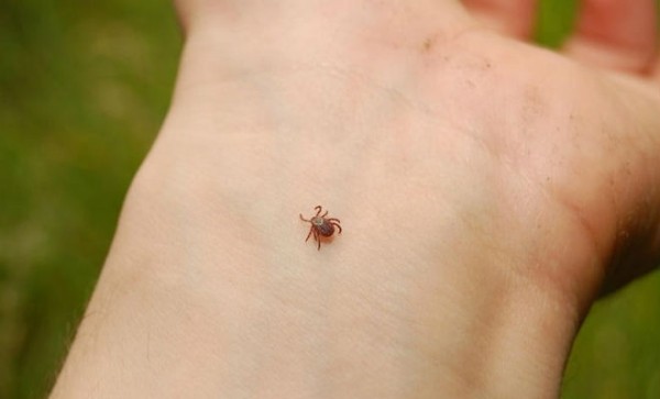 Надежный способ борьбы с клещами Надежный способ борьбы с клещами