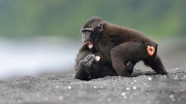 Разбойники из джунглей: кто такие хохлатые макаки? Разбойники из джунглей: кто такие хохлатые макаки?