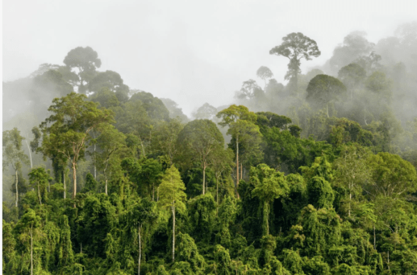 Как была найдена огромная, лежащая статуя Будды, некогда скрытая в густых джунглях Как была найдена огромная, лежащая статуя Будды, некогда скрытая в густых джунглях