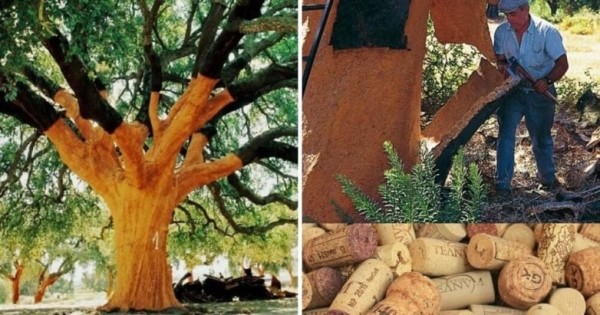 Интересные фото из Португалии, которые показывают эту уникальную страну с необычных сторон