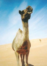 Самые дорогие в мире вещи