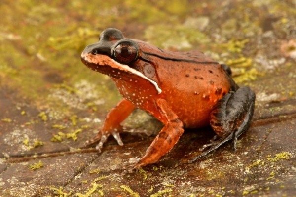 27 новых животных нашли в джунглях Перу: посмотрите, кто обитает в этих лесах втайне от большой науки