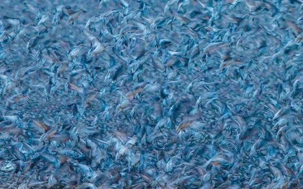 Победители конкурса The British Wildlife Photography Awards 2012 (29 фото) Победители конкурса The British Wildlife Photography Awards 2012 (29 фото)