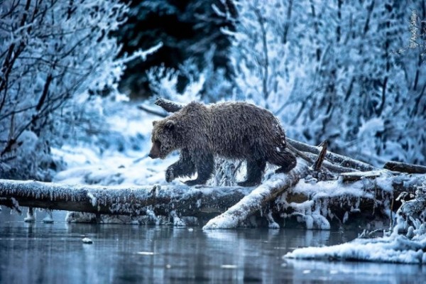 Фотографии, номинированные на приз зрительских симпатий в фотоконкурсе на лучшего фотографа дикой природы 2021 года (22 фото)
