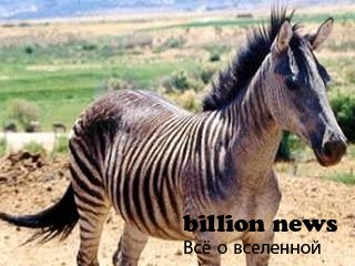 10 гибридов животных (17 фото)