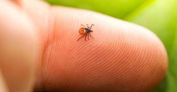 Самые опасные членистоногие России