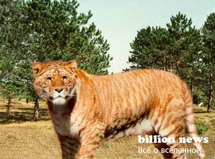 10 гибридов животных (17 фото)