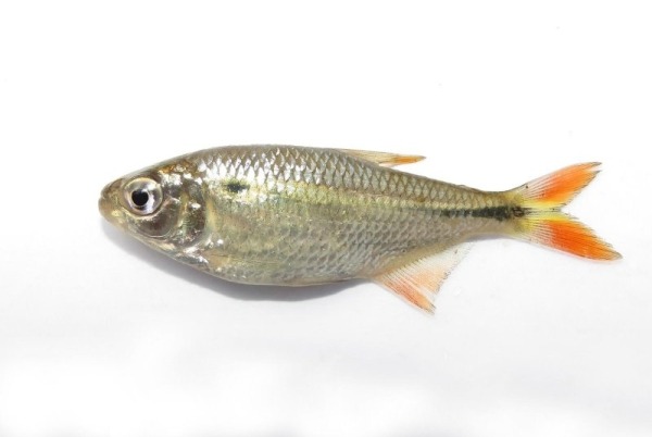 27 новых животных нашли в джунглях Перу: посмотрите, кто обитает в этих лесах втайне от большой науки