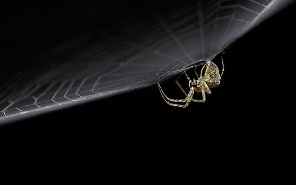 Победители конкурса The British Wildlife Photography Awards 2012 (29 фото) Победители конкурса The British Wildlife Photography Awards 2012 (29 фото)