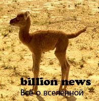 10 гибридов животных (17 фото)