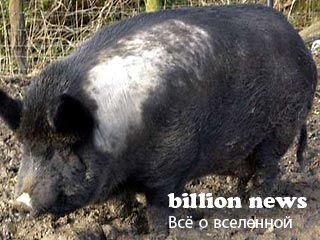 10 гибридов животных (17 фото)