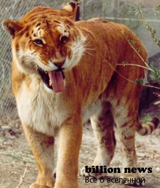 10 гибридов животных (17 фото)