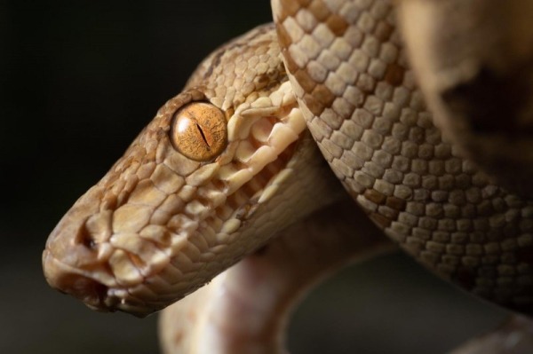 27 новых животных нашли в джунглях Перу: посмотрите, кто обитает в этих лесах втайне от большой науки