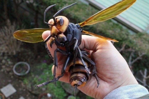 Пугающие факты об окружающем мире, от которых становится не по себе Пугающие факты об окружающем мире, от которых становится не по себе