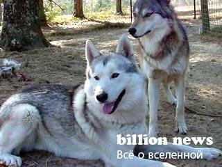 10 гибридов животных (17 фото)