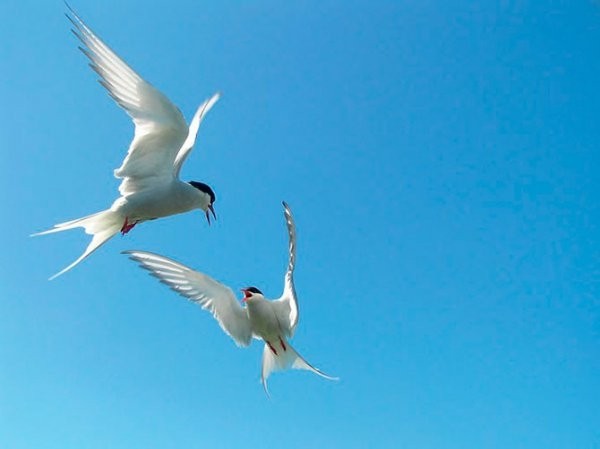 Победители конкурса The British Wildlife Photography Awards 2012 (29 фото) Победители конкурса The British Wildlife Photography Awards 2012 (29 фото)