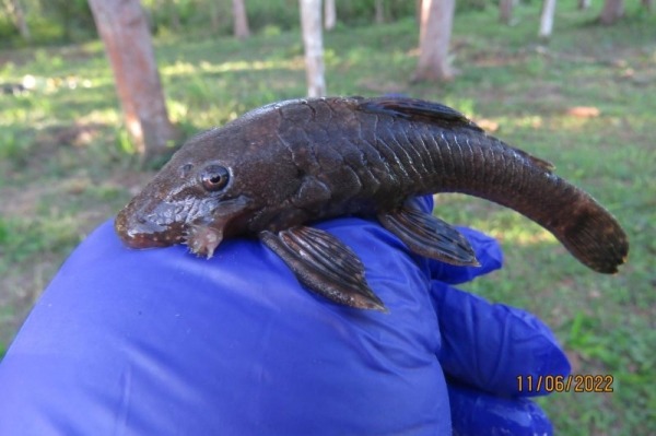 27 новых животных нашли в джунглях Перу: посмотрите, кто обитает в этих лесах втайне от большой науки