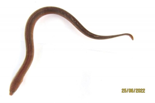 27 новых животных нашли в джунглях Перу: посмотрите, кто обитает в этих лесах втайне от большой науки