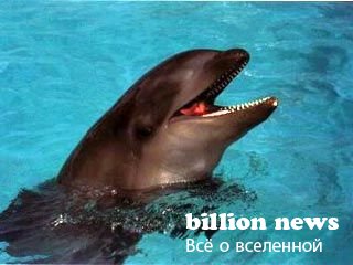 10 гибридов животных (17 фото)