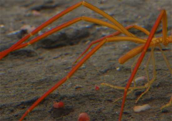 10 самых устрашающих беспозвоночных (10 фото)