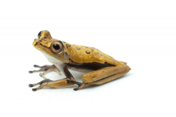 27 новых животных нашли в джунглях Перу: посмотрите, кто обитает в этих лесах втайне от большой науки