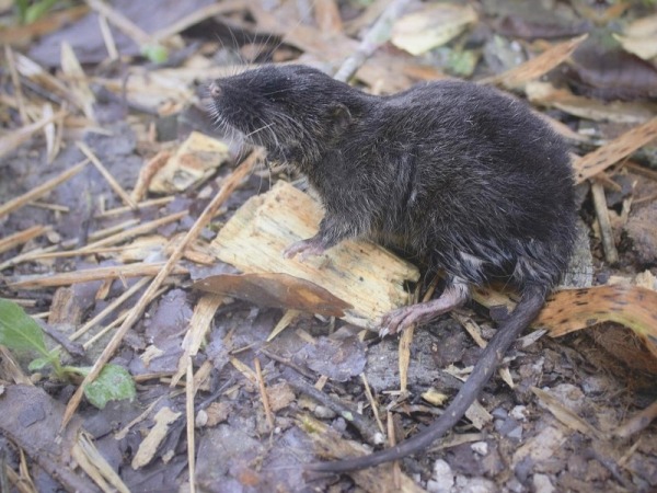 27 новых животных нашли в джунглях Перу: посмотрите, кто обитает в этих лесах втайне от большой науки