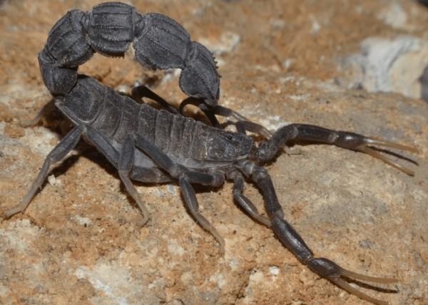 Самые опасные членистоногие России