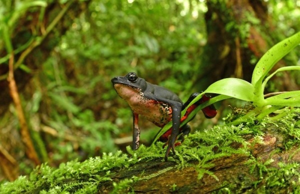 27 новых животных нашли в джунглях Перу: посмотрите, кто обитает в этих лесах втайне от большой науки