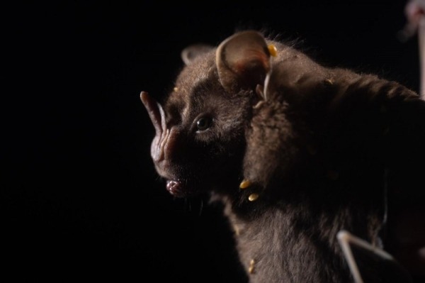 27 новых животных нашли в джунглях Перу: посмотрите, кто обитает в этих лесах втайне от большой науки