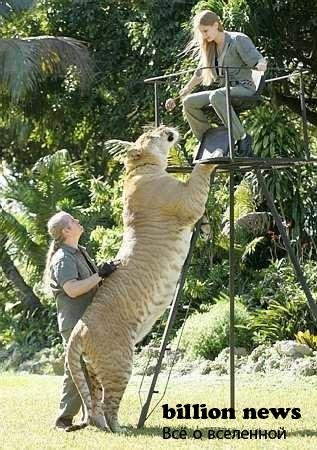 10 гибридов животных (17 фото)