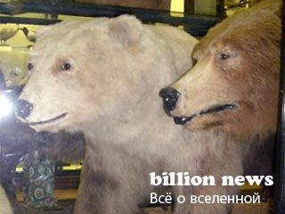 10 гибридов животных (17 фото)