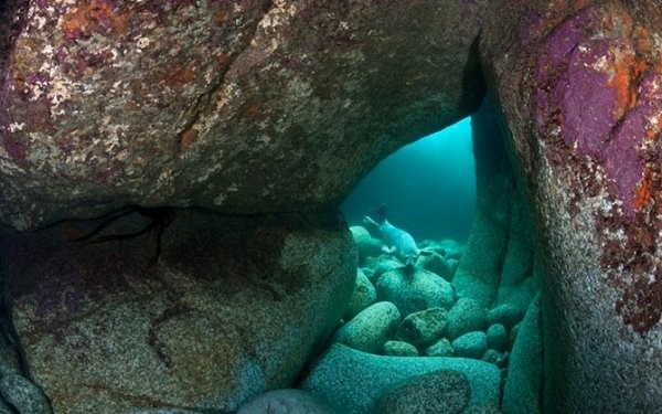 Победители конкурса The British Wildlife Photography Awards 2012 (29 фото) Победители конкурса The British Wildlife Photography Awards 2012 (29 фото)