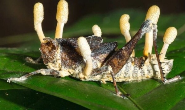 Пугающие факты об окружающем мире, от которых становится не по себе Пугающие факты об окружающем мире, от которых становится не по себе