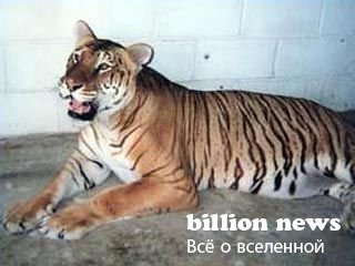 10 гибридов животных (17 фото)