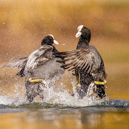 Победители конкурса The British Wildlife Photography Awards 2012 (29 фото) Победители конкурса The British Wildlife Photography Awards 2012 (29 фото)