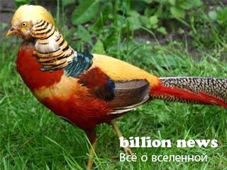 10 гибридов животных (17 фото)