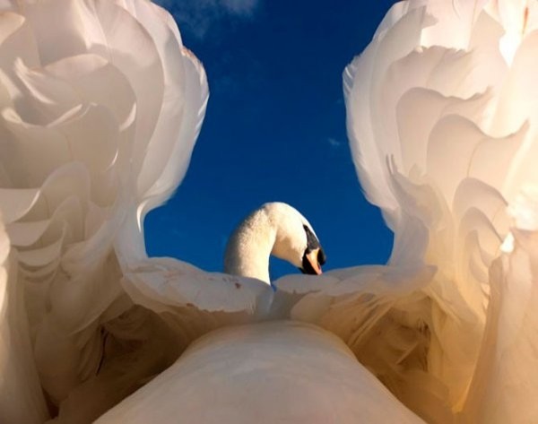 Победители конкурса The British Wildlife Photography Awards 2012 (29 фото) Победители конкурса The British Wildlife Photography Awards 2012 (29 фото)