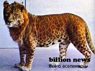 10 гибридов животных (17 фото)