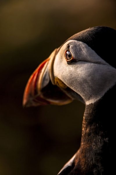 Победители конкурса The British Wildlife Photography Awards 2012 (29 фото) Победители конкурса The British Wildlife Photography Awards 2012 (29 фото)