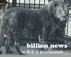 10 гибридов животных (17 фото)