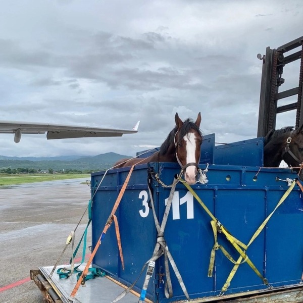 Табун уходит в небо: как лошадей перевозят на самолетах