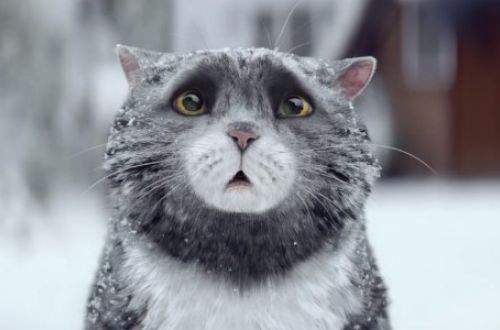 Смешные клички домашних животных