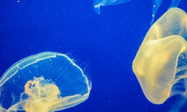 Удивительные факты об океане, которые стоит знать