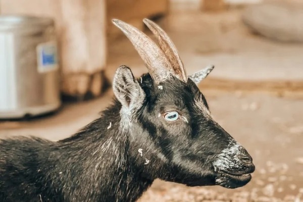 Не такие, как все: почему у овец и коз прямоугольные зрачки? Не такие, как все: почему у овец и коз прямоугольные зрачки?