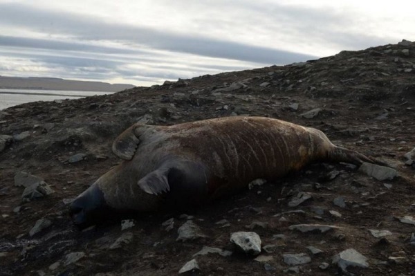 Некоторые национальные блюда жителей Севера