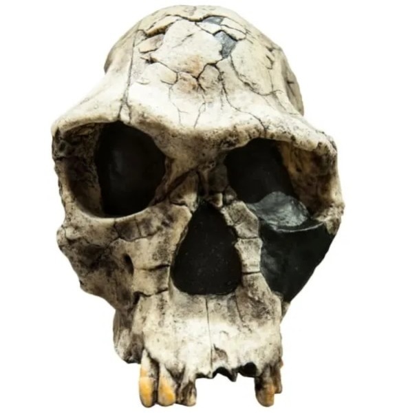 Таинственный скелет Ганса Река, который пролежал в земле миллион лет Таинственный скелет Ганса Река, который пролежал в земле миллион лет