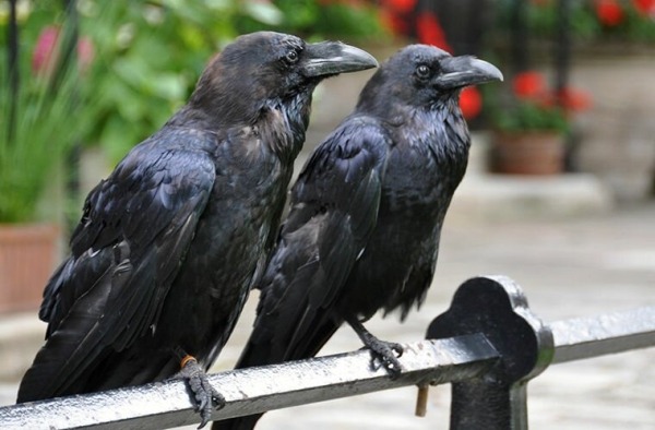 Понимают ли животные из разных стран «язык» друг друга?