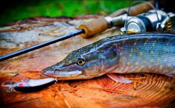 На что ловить щуку (3 фото)