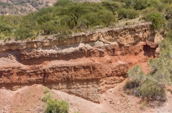 Таинственный скелет Ганса Река, который пролежал в земле миллион лет Таинственный скелет Ганса Река, который пролежал в земле миллион лет