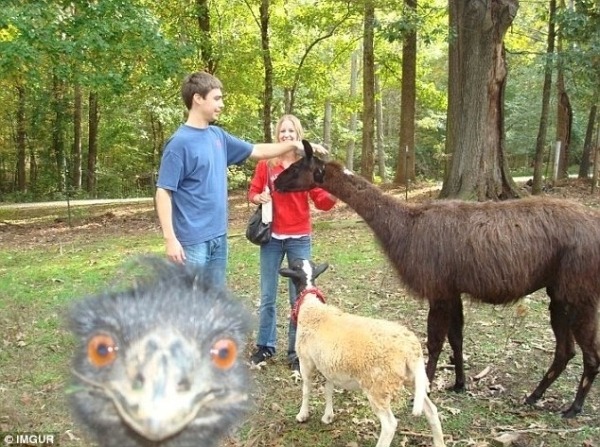 samye-smeshnye-fotobomby-na-snimkah-iz-otpuska-816e2c1